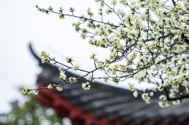 武汉东湖梅园赏梅苑古建筑梅花