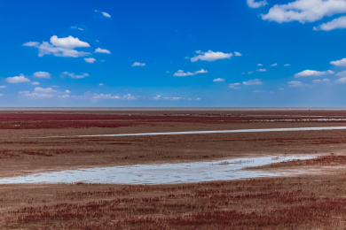 山东省东营市渤海湾红色海滩自然景观