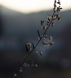 冬季傍晚时分的中亚苦蒿