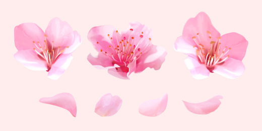 粉红色樱花盛开特写素材组合