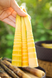 手里拿着手剥笋