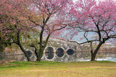 春天武汉东湖梅园里的梅花景色