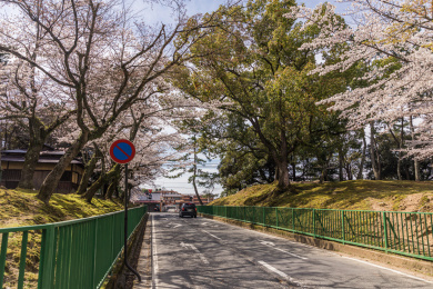 日本奈良公园樱花