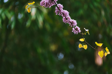 春季里的紫荆花