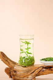 西湖龙井茶冲泡