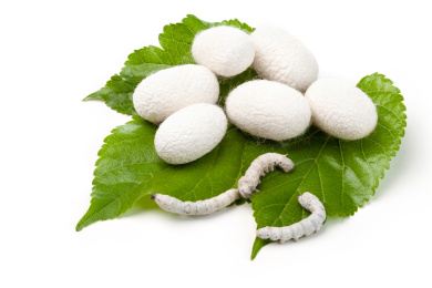 白底上的蚕茧桑叶和蚕宝宝