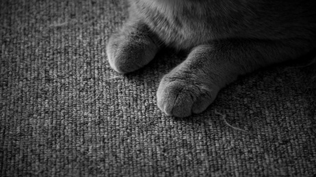 猫咪的爪子