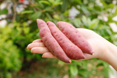 手里拿着小香薯