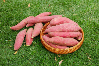 一篮天目山小香薯