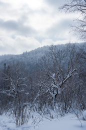 东北地区的山林下完很大的雪
