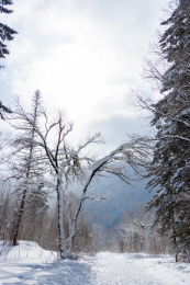 东北地区的山林下完很大的雪