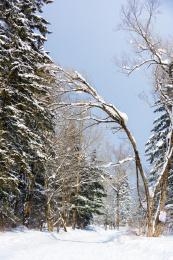 中国东北大雪覆盖的山林
