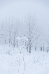 纯白的雪景大雪覆盖一切