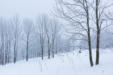 中国黑龙江省的积雪的树林