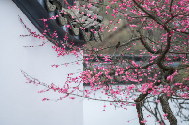 春天南京梅花山梅花盛开的美景