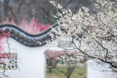 春天南京梅花山梅花盛开的美景