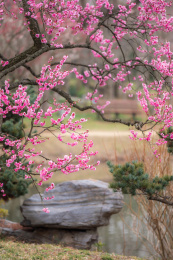 春天南京梅花山梅花盛开的美景