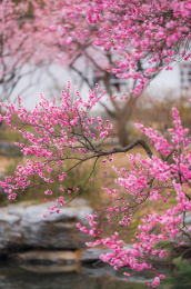 春天南京梅花山梅花盛开的美景
