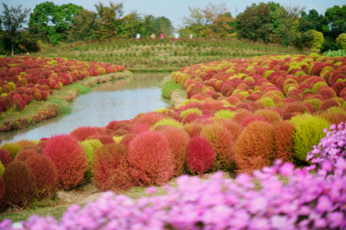 上海市金山区花开海上生态园内的地肤草