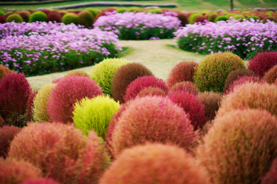 上海市金山区花开海上生态园内的地肤草