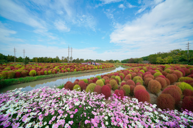 上海市金山区花开海上生态园内的地肤草