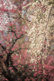 红梅背景映衬下的白色垂枝梅