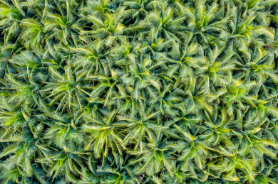 航拍海南海口白沙门公园椰林椰树郁郁葱葱