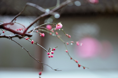 上海嘉定秋霞圃红梅