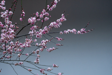 武汉东湖梅园梅花