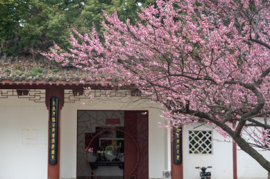 武汉东湖梅园梅花