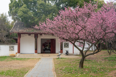 武汉东湖梅园梅花