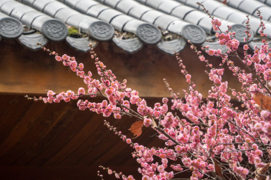 武汉东湖梅园梅花