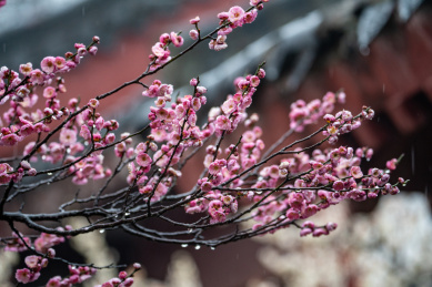 春雨下东湖梅园的梅花