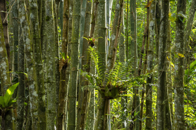 中国海南岛五指山的竹林