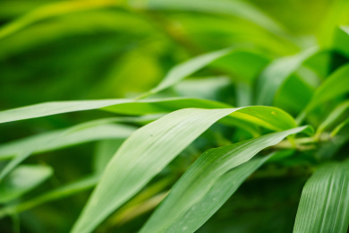 绿色的竹叶特写