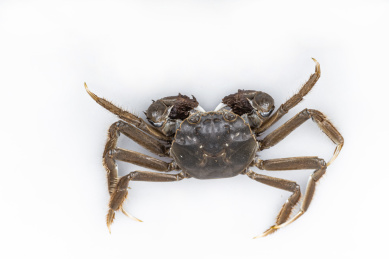 一只鲜活的河蟹