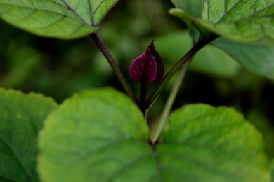微距拍摄绿色叶子