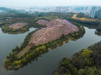 深圳龙岗平湖生态园紫荆花林