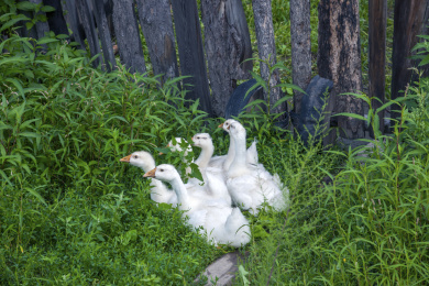 黑龙江省大兴安岭漠河北极村的幼鹅群