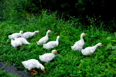黑龙江省大兴安岭漠河北极村的幼鹅群