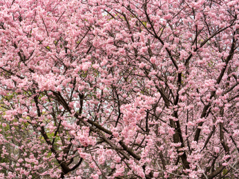 武汉东湖樱园里的粉色浪漫樱花