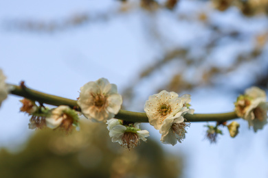 春天一支盛开的白色梅花特写