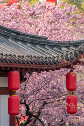  春天东湖樱园盛开的早樱