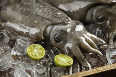 木板里放着北海墨鱼