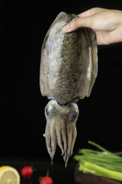 手上拿着北海墨鱼