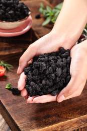 手上捧着一堆桑葚