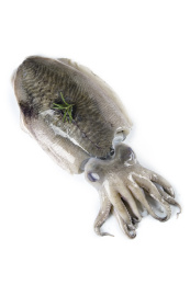 白底上放着北海墨鱼