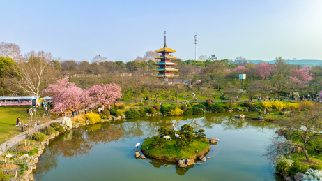 武汉东湖樱花园的早樱景色