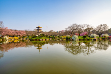 武汉东湖樱花园的早樱景色