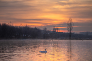 中国新疆伊犁天鹅泉天鹅
